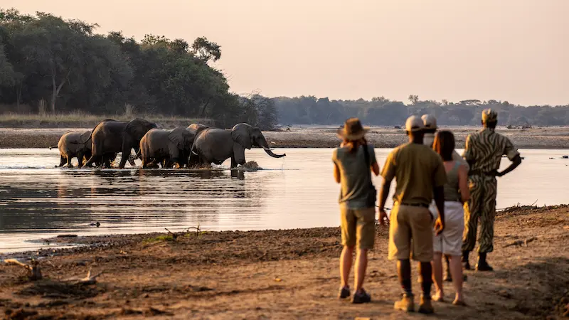 Walking Safaris