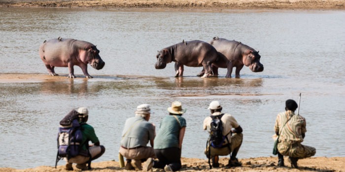 zambia north luangwa national park safaris takwela camp 30
