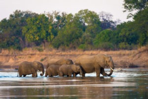zambia south luangwa national park nsefu camp 10