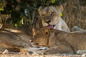 zambia south luangwa national park nsefu camp 11