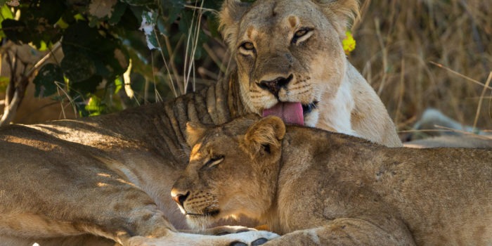 zambia south luangwa national park nsefu camp 11