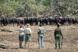 zambia south luangwa national park nsefu camp 15