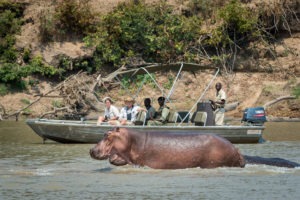 zambia south luangwa national park nsefu camp 17