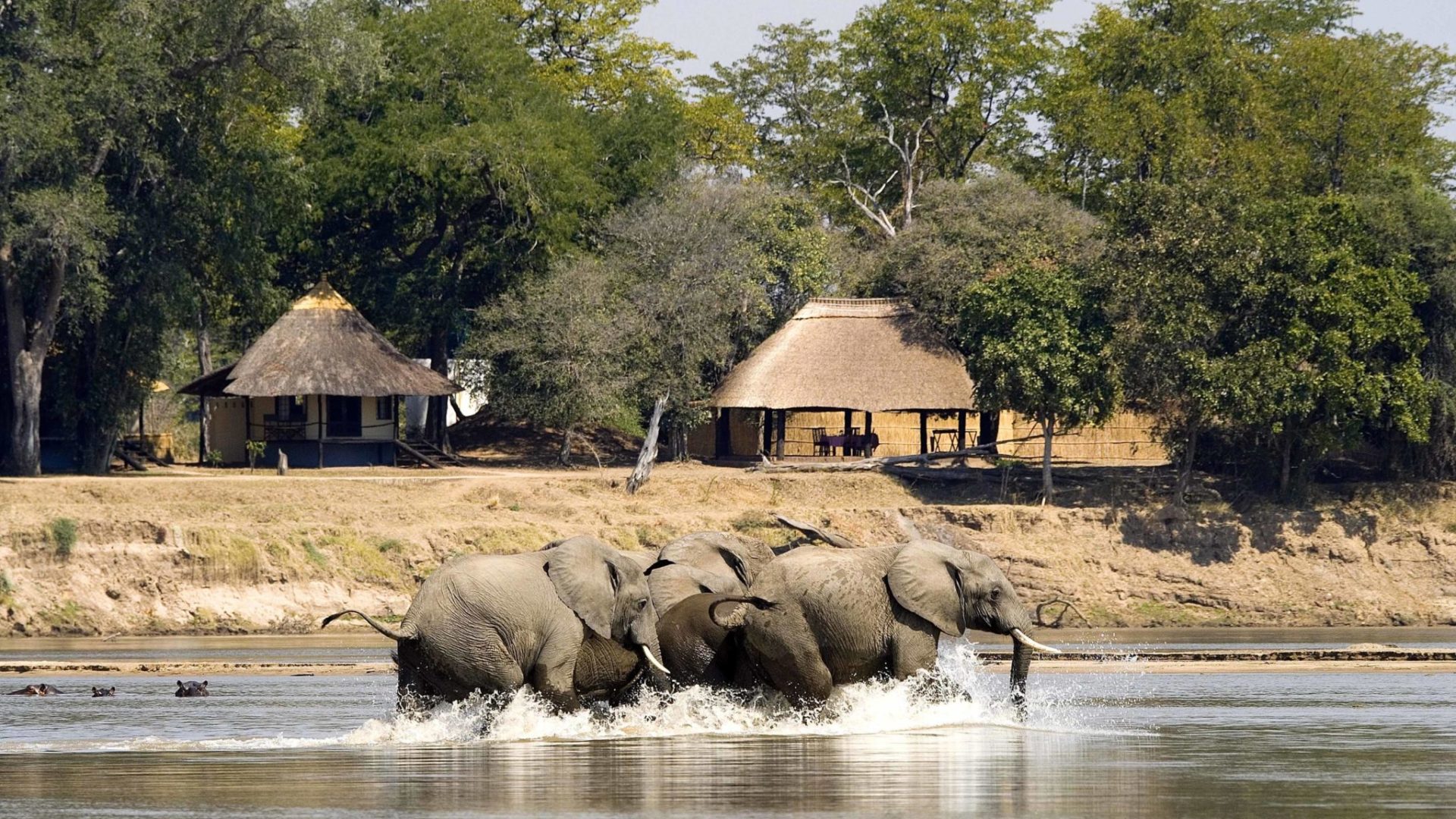 zambia south luangwa national park nsefu camp 3