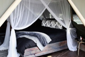 zambia bangweulu wetlands shoebill island camp 11