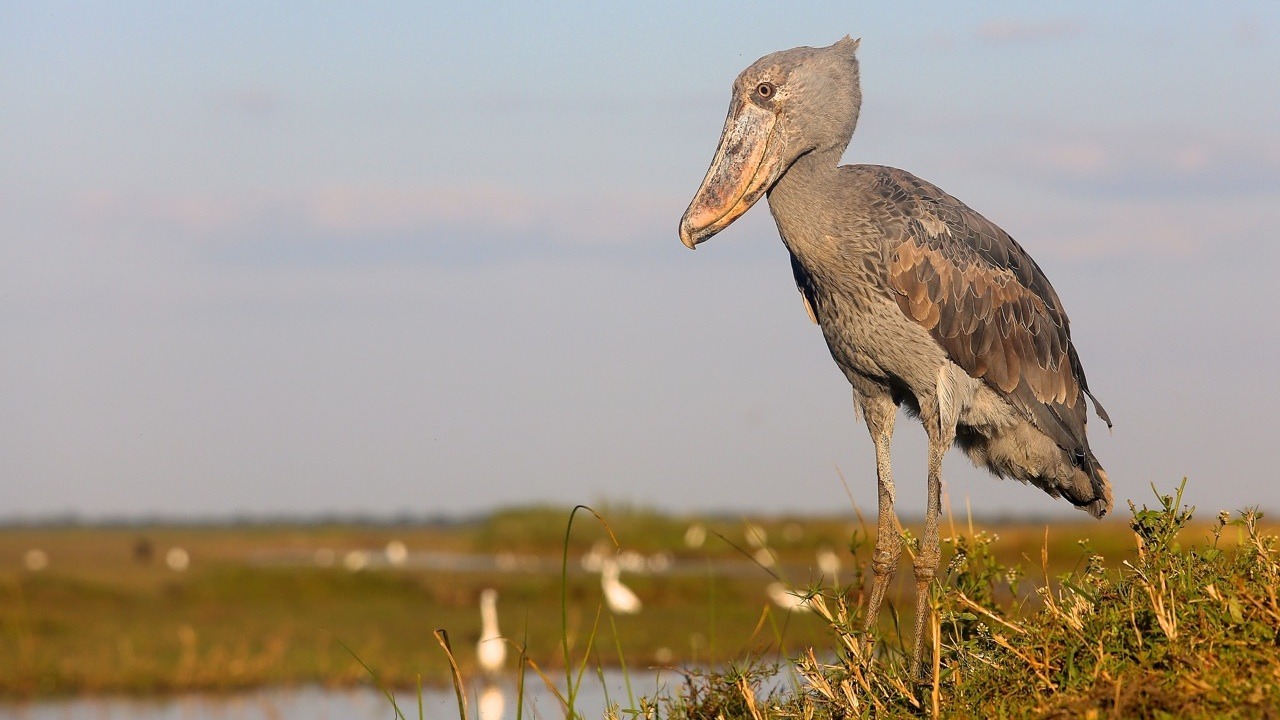 zambia bangweulu wetlands shoebill island camp 21