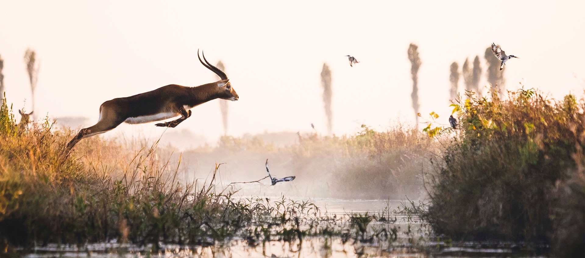 zambia bangweulu wetlands shoebill island camp 24