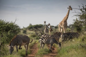 kenya laikipia loisaba star beds activities 12