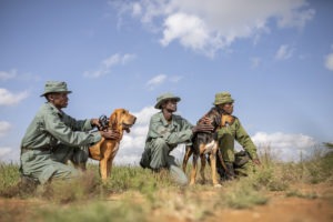 kenya laikipia loisaba star beds activities 31
