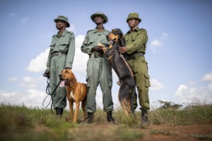 kenya laikipia loisaba star beds activities 32