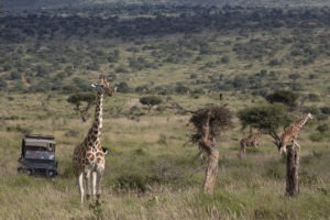 kenya laikipia loisaba star beds activities 5