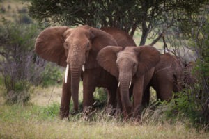 kenya laikipia loisaba star beds activities 6