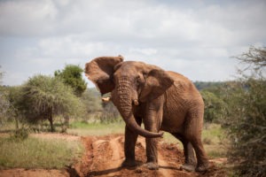 kenya laikipia loisaba star beds activities 7