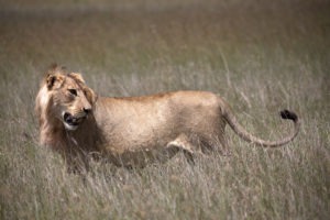 kenya laikipia loisaba star beds activities 8