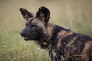 kenya laikipia loisaba star beds activities 9