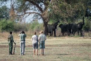 zambia south luangwa national park luangwa river camp 18