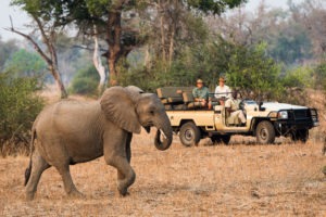 zambia south luangwa national park luangwa river camp 19