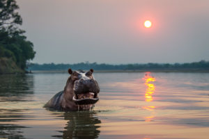 zambia south luangwa national park luangwa river camp 21