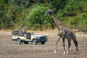 zambia south luangwa national park luangwa river camp 25