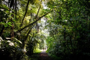 uganda bwindi sactuary gorilla forest camp 13