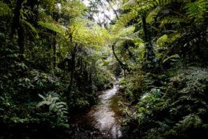 uganda bwindi sactuary gorilla forest camp 14