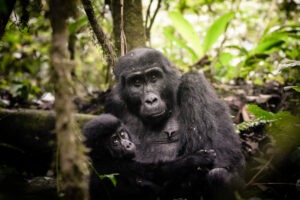 uganda bwindi sactuary gorilla forest camp 2