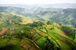 uganda bwindi sactuary gorilla forest camp 4
