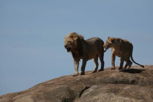 Tanzania Serengeti Dorobo Walking Mobile Camping Safari13