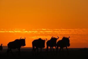 Tanzania Serengeti Dorobo Walking Mobile Camping Safari15