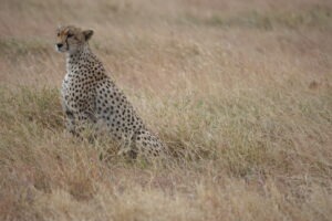 Tanzania Serengeti Dorobo Walking Mobile Camping Safari16