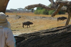Tanzania Serengeti Dorobo Walking Mobile Camping Safari18