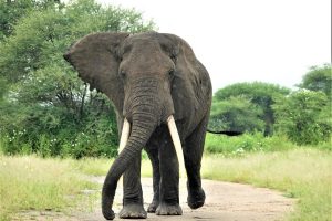 Tanzania Serengeti Dorobo Walking Mobile Camping Safari8