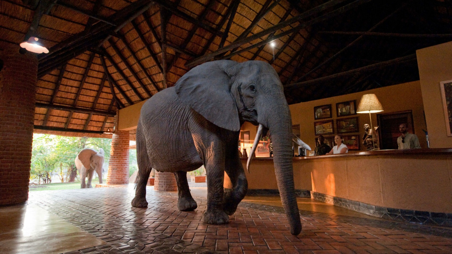 zambia south luangwa national park mfuwe lodge 1
