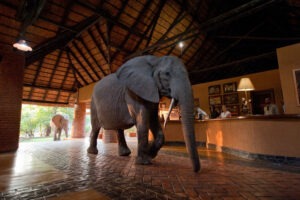zambia south luangwa national park mfuwe lodge 1