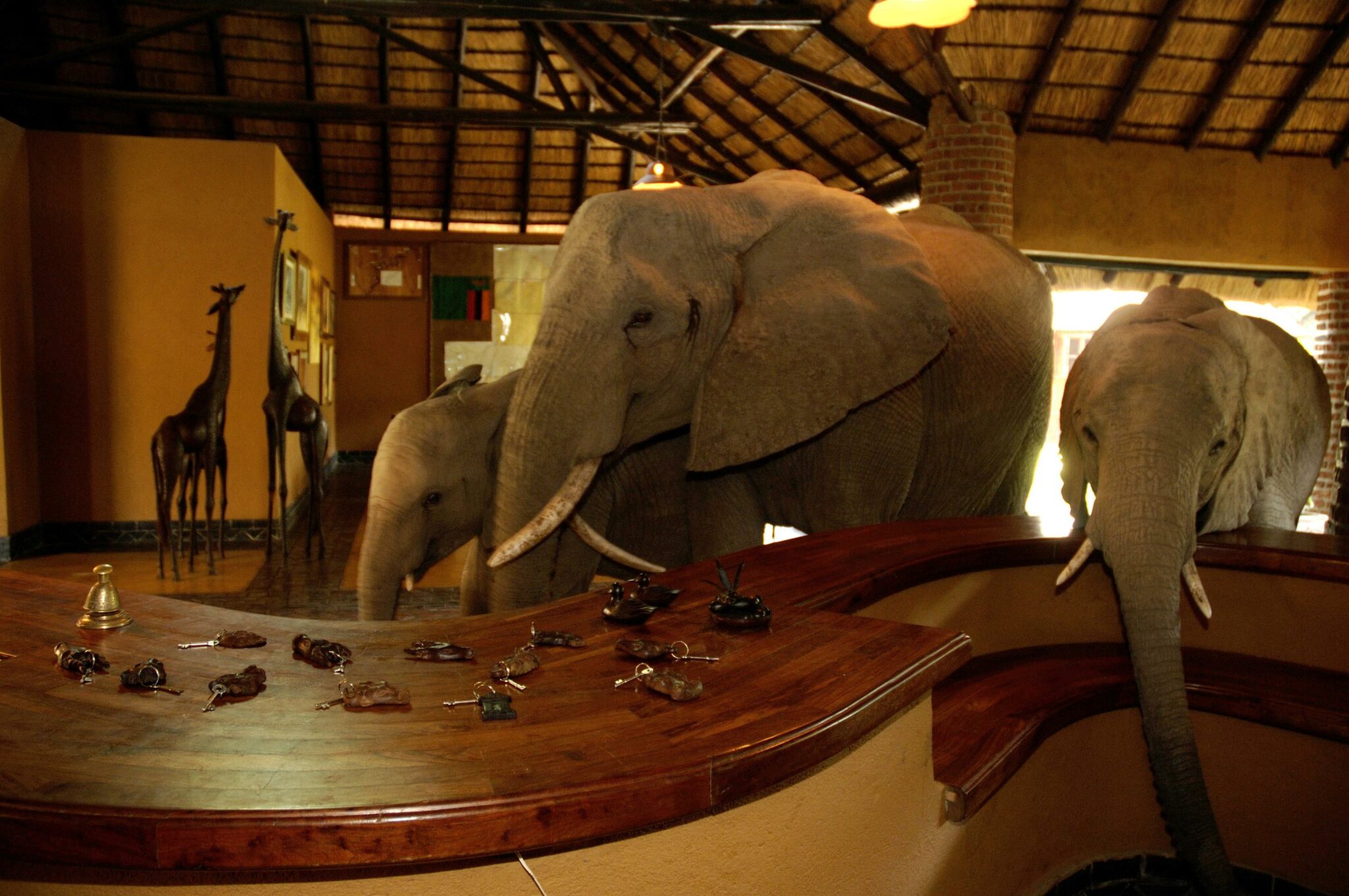 zambia south luangwa national park mfuwe lodge 17