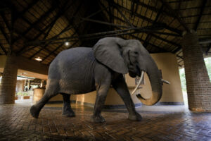 zambia south luangwa national park mfuwe lodge 22