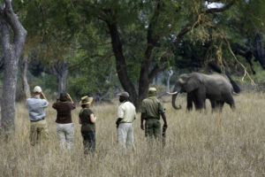 zambia south luangwa national park mfuwe lodge 27