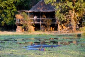 zambia south luangwa national park mfuwe lodge 29 1