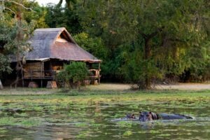 zambia south luangwa national park mfuwe lodge 30