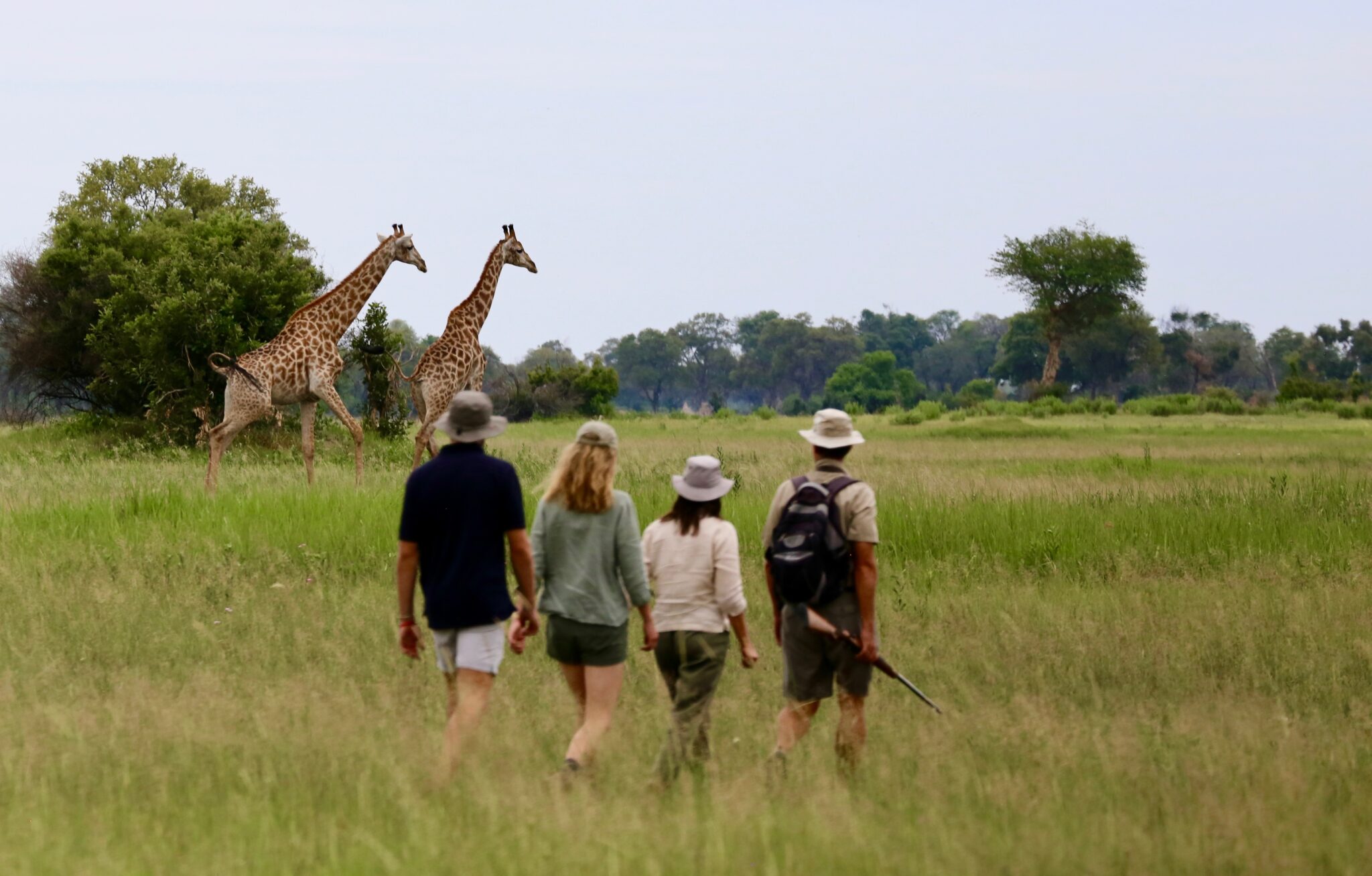 botswana okavango delta walking safaris david foot 3 night 64 botswana okavango delta walking safaris david foot 3 night 64