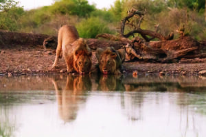 south africa madikwe jacis tree lodge 1