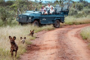 south africa madikwe jacis tree lodge 15