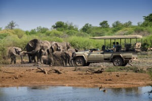 south africa madikwe jacis tree lodge 16