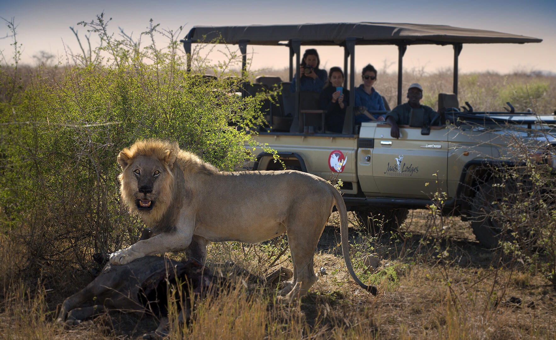 south africa madikwe jacis tree lodge 17