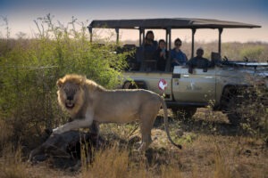 south africa madikwe jacis tree lodge 17