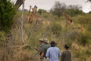 south africa madikwe jacis tree lodge 7
