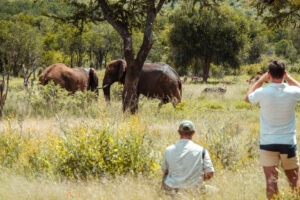 south africa madikwe jacis tree lodge 9