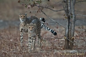 zambia kafue national park nanzhila plains camp 1