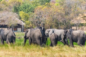 zambia kafue national park nanzhila plains camp 13