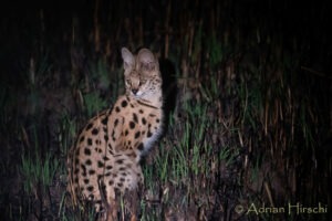 zambia kafue national park nanzhila plains camp 2